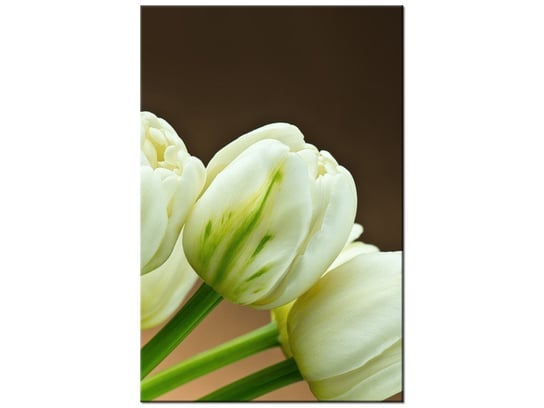 Obraz Białe tulipany, 60x90 cm Oobrazy