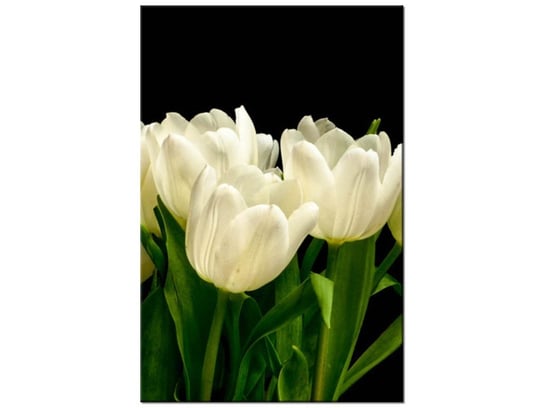 Obraz Białe tulipany  - Mark Freeth, 20x30 cm Oobrazy