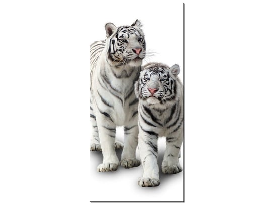 Obraz, Białe tygrysy, 1 elementów, 55x115 cm Oobrazy