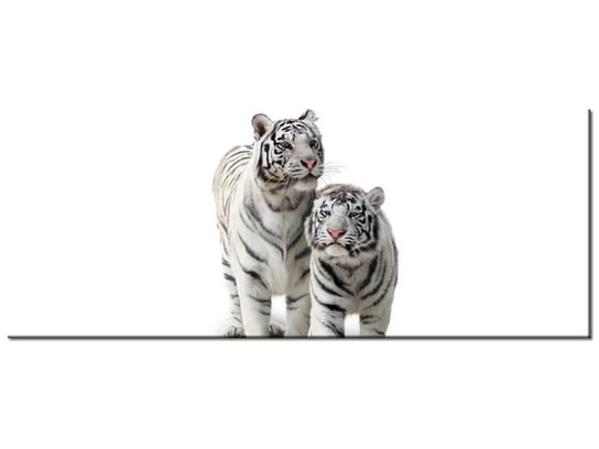 Obraz, Białe tygrysy, 100x40 cm Oobrazy