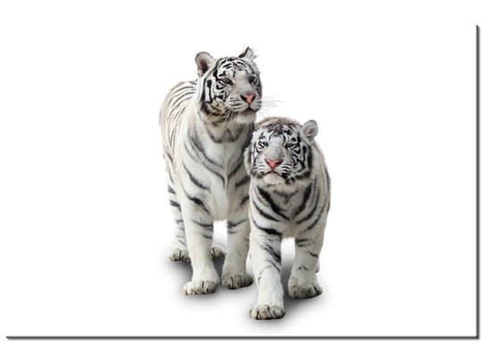 Obraz, Białe tygrysy, 120x80 cm Oobrazy