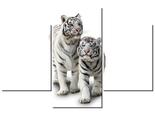 Obraz Białe tygrysy, 3 elementy, 90x60 cm Oobrazy