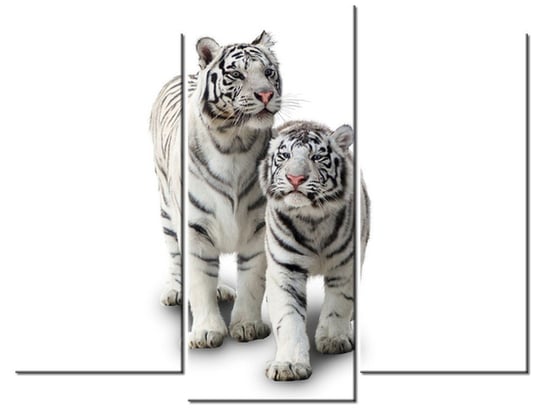 Obraz Białe tygrysy, 3 elementy, 90x70 cm Oobrazy