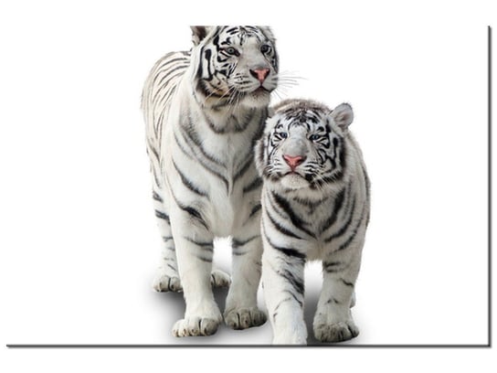 Obraz Białe tygrysy, 30x20 cm Oobrazy