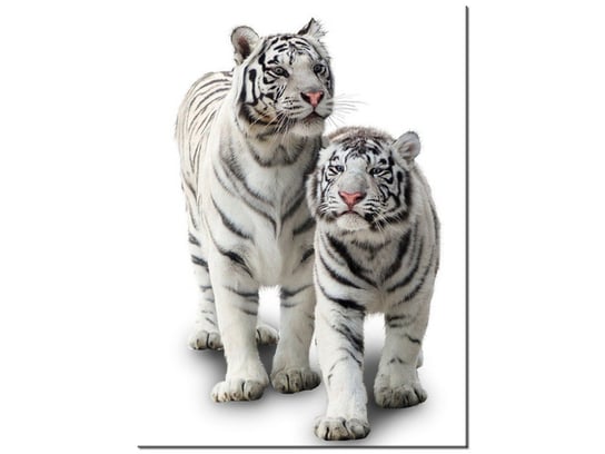 Obraz Białe tygrysy, 30x40 cm Oobrazy