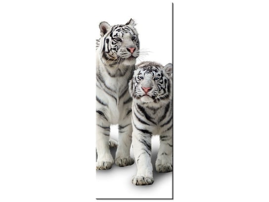 Obraz Białe tygrysy, 40x100 cm Oobrazy