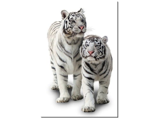 Obraz, Białe tygrysy, 40x60 cm Oobrazy
