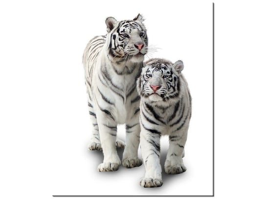 Obraz Białe tygrysy, 50x60 cm Oobrazy