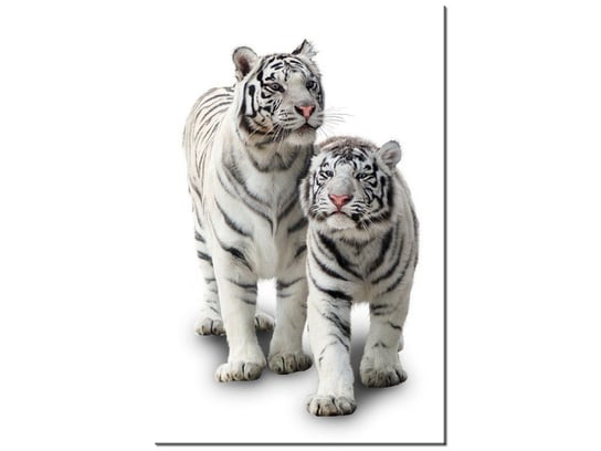 Obraz Białe tygrysy, 60x90 cm Oobrazy