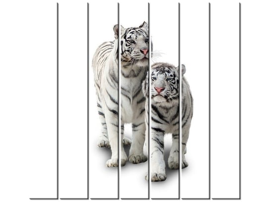 Obraz Białe tygrysy, 7 elementów, 210x195 cm Oobrazy