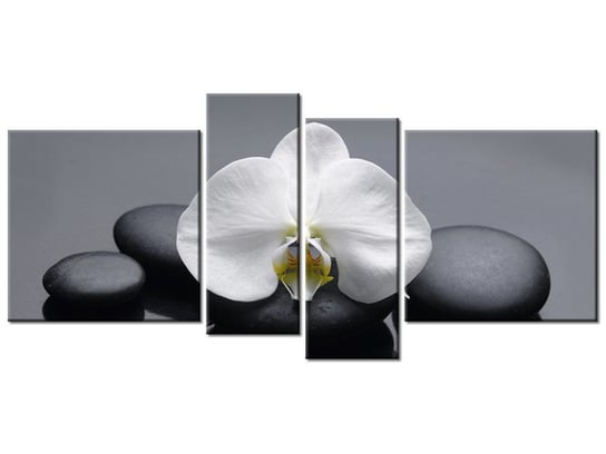 Obraz, Biały storczyk, 4 elementy, 120x55 cm Oobrazy