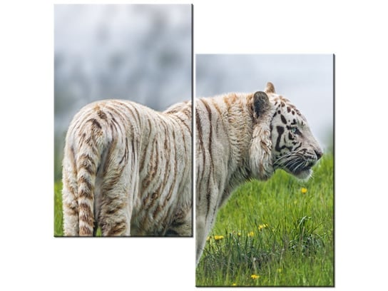 Obraz Biały tygrys- Tambako The Jaguar, 2 elementy, 60x60 cm Oobrazy