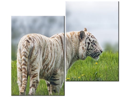 Obraz Biały tygrys- Tambako The Jaguar, 2 elementy, 80x70 cm Oobrazy