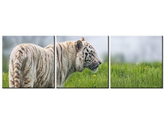 Obraz Biały tygrys- Tambako The Jaguar, 3 elementy, 120x40 cm Oobrazy