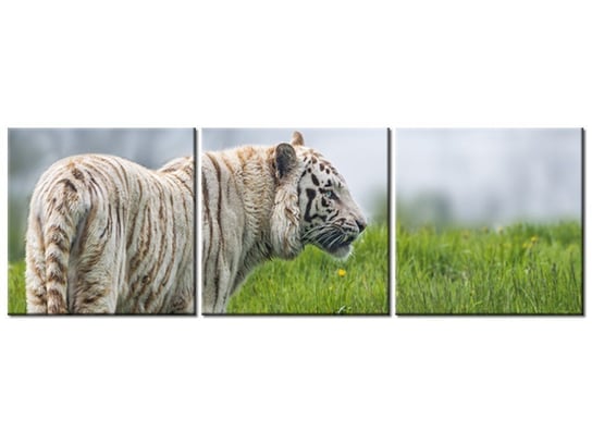 Obraz Biały tygrys- Tambako The Jaguar, 3 elementy, 90x30 cm Oobrazy