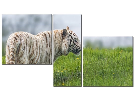 Obraz Biały tygrys- Tambako The Jaguar, 3 elementy, 90x50 cm Oobrazy