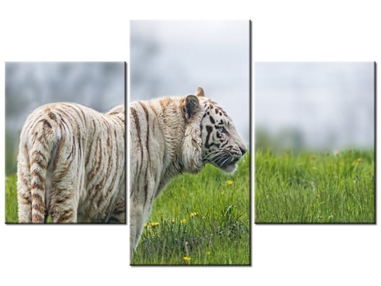 Obraz Biały tygrys- Tambako The Jaguar, 3 elementy, 90x60 cm Oobrazy