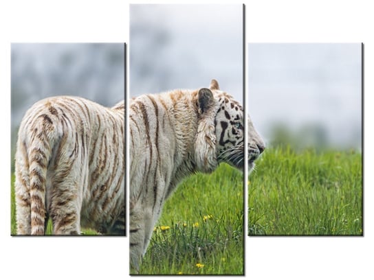 Obraz Biały tygrys- Tambako The Jaguar, 3 elementy, 90x70 cm Oobrazy