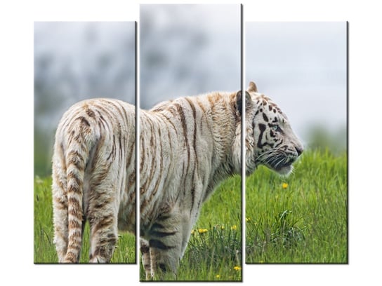 Obraz Biały tygrys- Tambako The Jaguar, 3 elementy, 90x80 cm Oobrazy