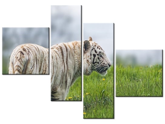 Obraz Biały tygrys- Tambako The Jaguar, 4 elementy, 100x70 cm Oobrazy