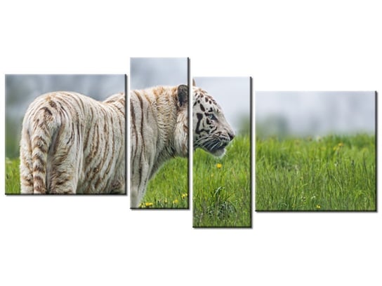 Obraz Biały tygrys- Tambako The Jaguar, 4 elementy, 120x55 cm Oobrazy