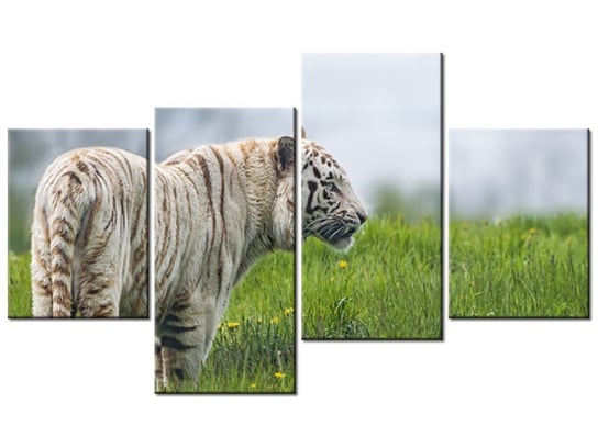 Obraz Biały tygrys- Tambako The Jaguar, 4 elementy, 120x70 cm Oobrazy