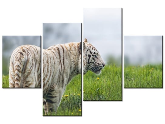 Obraz Biały tygrys- Tambako The Jaguar, 4 elementy, 120x80 cm Oobrazy