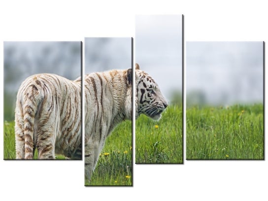 Obraz Biały tygrys- Tambako The Jaguar, 4 elementy, 130x85 cm Oobrazy