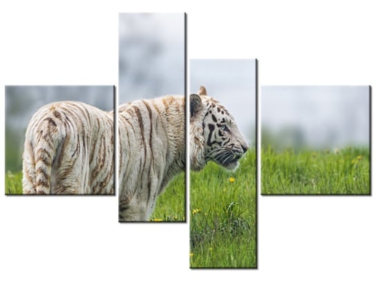 Obraz Biały tygrys- Tambako The Jaguar, 4 elementy, 130x90 cm Oobrazy