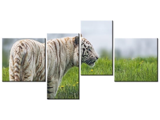 Obraz Biały tygrys- Tambako The Jaguar, 4 elementy, 140x70 cm Oobrazy