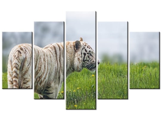 Obraz Biały tygrys- Tambako The Jaguar, 5 elementów, 100x63 cm Oobrazy