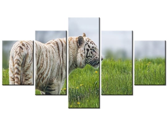 Obraz Biały tygrys- Tambako The Jaguar, 5 elementów, 125x70 cm Oobrazy