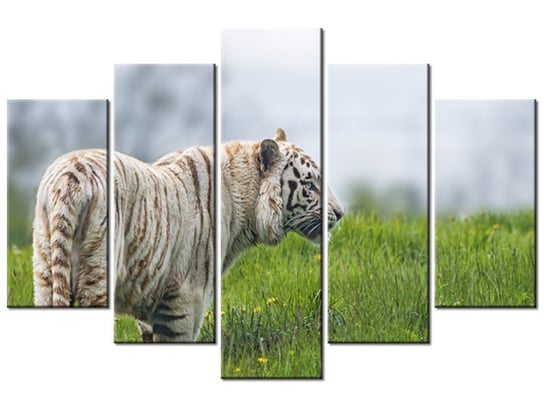 Obraz Biały tygrys- Tambako The Jaguar, 5 elementów, 150x100 cm Oobrazy