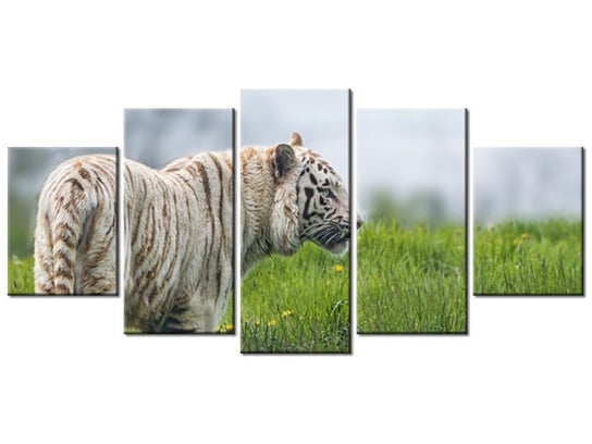 Obraz Biały tygrys- Tambako The Jaguar, 5 elementów, 150x70 cm Oobrazy