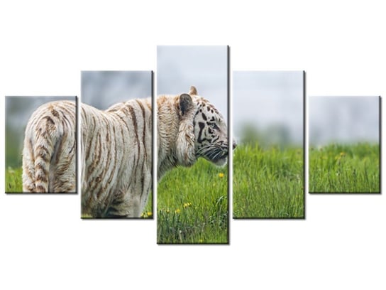 Obraz Biały tygrys- Tambako The Jaguar, 5 elementów, 150x80 cm Oobrazy