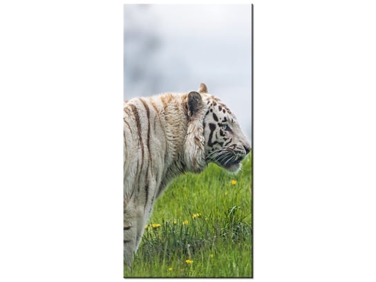 Obraz Biały tygrys - Tambako The Jaguar, 55x115 cm Oobrazy
