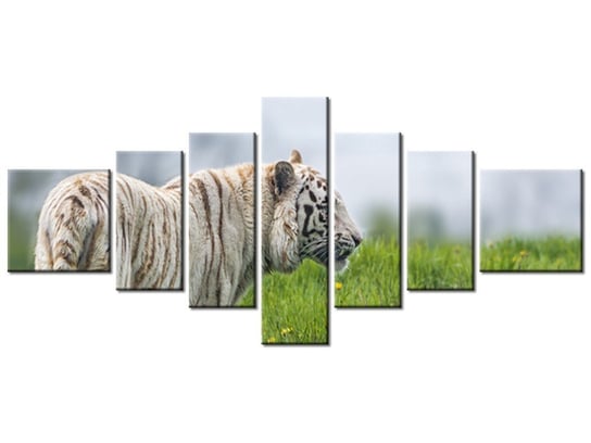 Obraz Biały tygrys- Tambako The Jaguar, 7 elementów, 160x70 cm Oobrazy