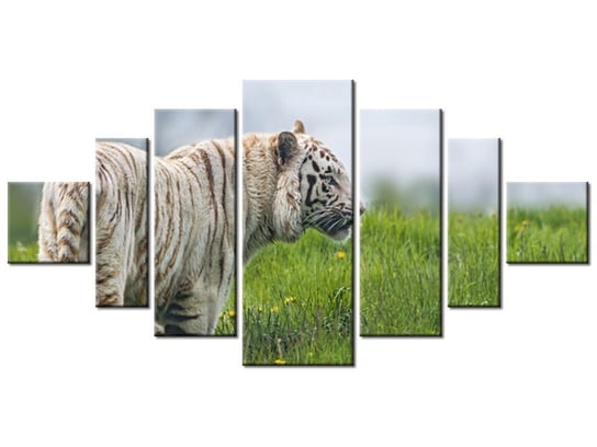 Obraz Biały tygrys- Tambako The Jaguar, 7 elementów, 200x100 cm Oobrazy
