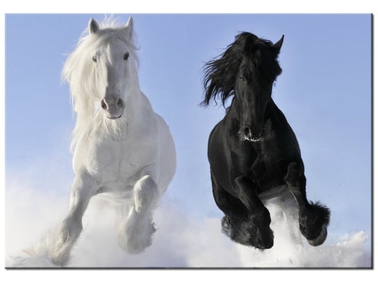 Obraz, Black and white konie, 100x70 cm Oobrazy