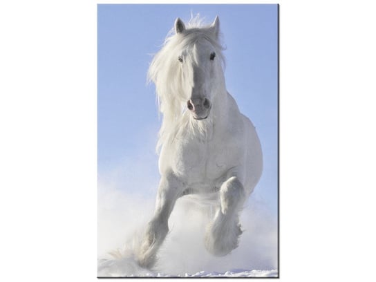 Obraz, Black and white konie, 40x60 cm Oobrazy