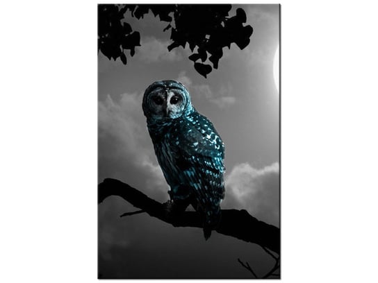 Obraz, Błękitna sowa, 40x60 cm Oobrazy
