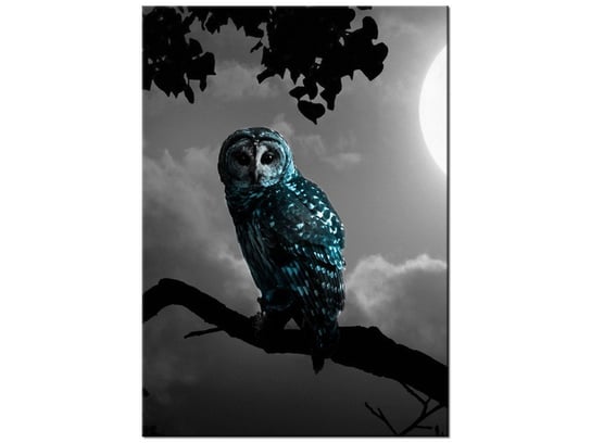 Obraz Błękitna sowa, 50x70 cm Oobrazy