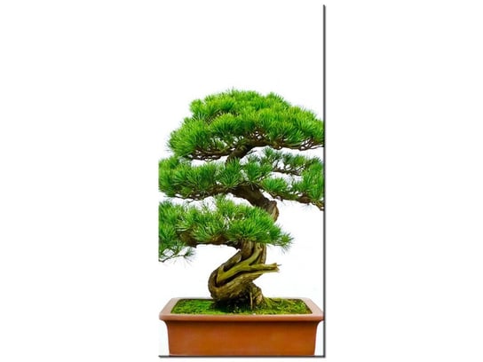 Obraz Bonsai, 55x115 cm Oobrazy