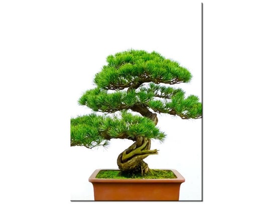 Obraz Bonsai, 60x90 cm Oobrazy