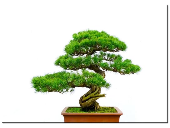 Obraz Bonsai, 70x50 cm Oobrazy