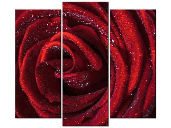 Obraz Bordowa róża, 3 elementy, 90x80 cm Oobrazy