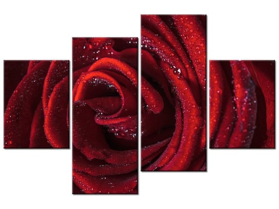 Obraz, Bordowa róża, 4 elementy, 120x80 cm Oobrazy
