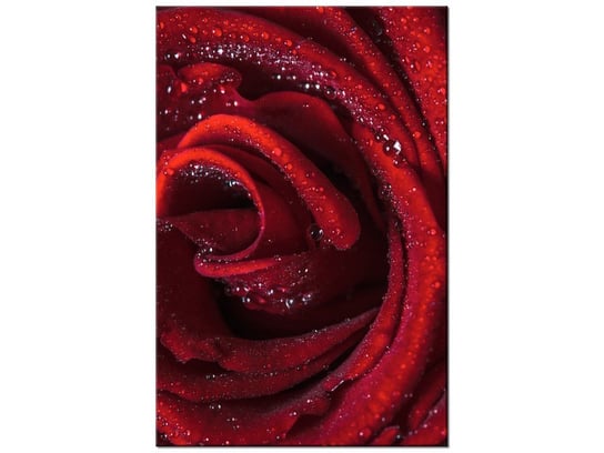 Obraz Bordowa róża, 60x90 cm Oobrazy