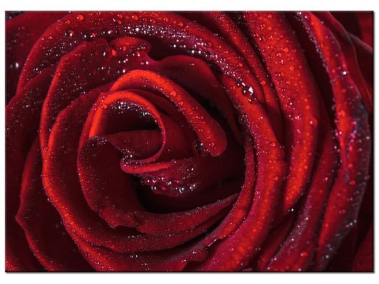 Obraz Bordowa róża, 70x50 cm Oobrazy