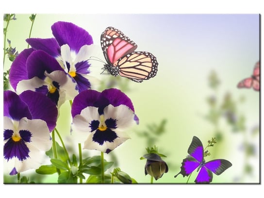 Obraz Bratki i motylki, 90x60 cm Oobrazy